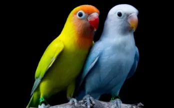 Love Birds Price in India