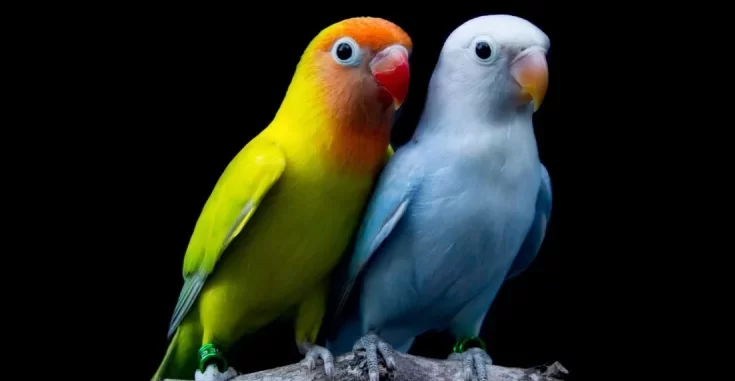 Love Birds Price in India